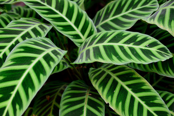 Calathea plant, or Zebra plant with a pattern of unique bold striped leaves in the Andes mountains, Colombia