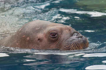 セイウチ・アシカ・トド・アザラシ・生物