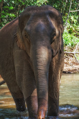 Fototapeta premium Asian Elephant walking in stream in the jungle of Mondulkiri Province, Cambodia
