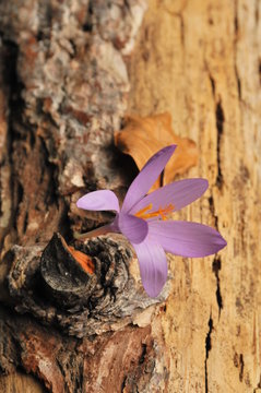 Crocus en el ronco
