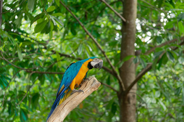 鳥・インコ・オウム・カラフル