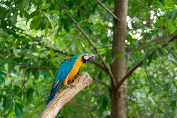 鳥・インコ・オウム・カラフル