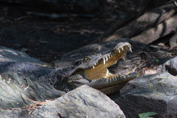 ワニ・クロコダイル・ハンター・牙