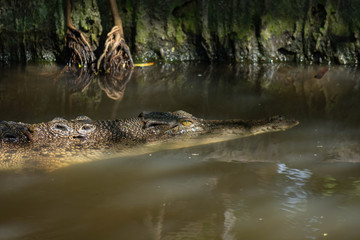 ワニ・クロコダイル・ハンター・牙