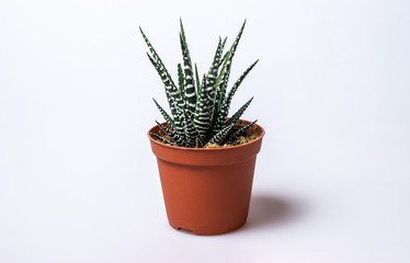 Haworthia fasciata, an indoor succulent plant in the pot on white background