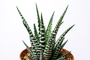 Haworthia fasciata, an indoor succulent plant in the pot on white background