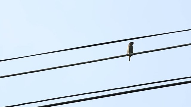 Bird hold on the wire
