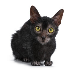 Head shot of sweet young adult Lykoi cat kitten laying down front view looking curious straight at...