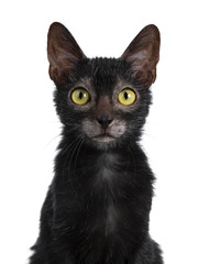 Head shot of sweet young adult Lykoi cat kitten sitting front view looking straight at camera with...