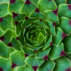 Fototapeta premium Succulent plant Echeveria (Sempervivum Calcareum) symmetry background