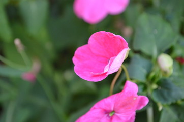 Fototapeta na wymiar Flower in Garden