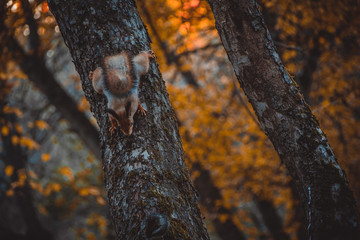 live squirrel sitting on a tree