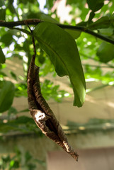 caterpillar on a branch