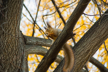live squirrel sitting on a tree