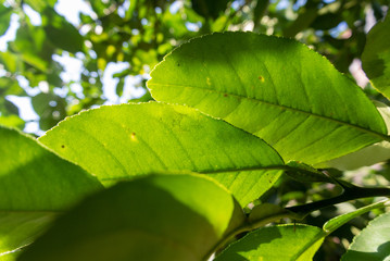 green leaves of a tree