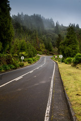 Road in the forest, Sao Miguel, Azores Islands