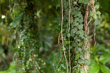 Climbing green tropical plant.