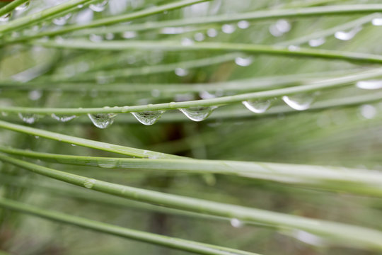 Nadeln einer Zirbe im Morgentau