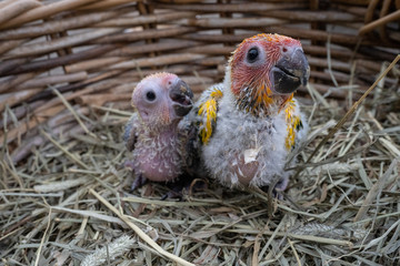 baby sun conure bird in Bird's nest