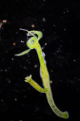 Hydra is a genus of small, fresh-water animals of the phylum Cnidaria and class Hydrozoa under the microscope for education.