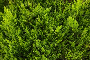 Texture of Lemon Scented Cypress
