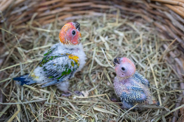 baby sun conure bird in Bird's nest