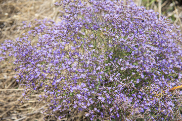 Limonium platyphyllum flowers background