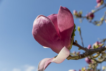 Magnolien