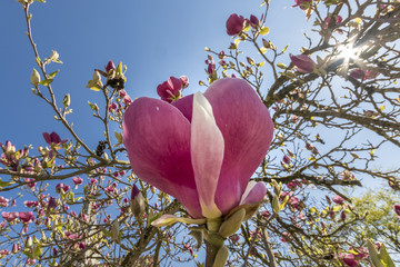 Magnolien