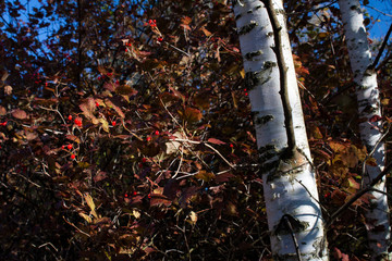 herbst