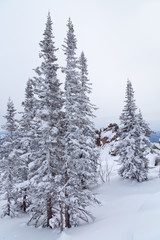 Obraz premium Winter landscape with tree and snow. Snow-covered trees on slopes of mountain. Winter forest in Siberia.