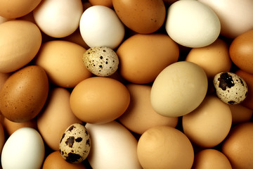 EGG SELECTION