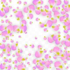 Vector Realistic Pink Petals Falling on Transparent Background.  Spring Romantic Flowers Illustration. Flying Petals. Sakura Spa Design. Blossom Confetti.