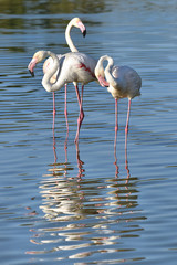 Flamingos (Phoenicopterus ruber) standing in water with big reflection, in the Camargue is a natural region located south of Arles in France, 