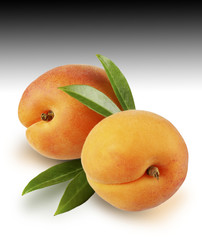 TWO APRICOTS ON GRAD