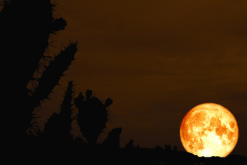 blood moon back silhouette cactus in desert land