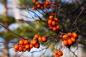 Branches of sea buckthorn. Yellow juicy berry closeup. Fruit garden with sea-buckthorn trees....