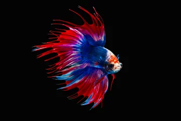 Tuinposter The moving moment beautiful of siamese betta fish or splendens fighting fish or crown tail in thailand on black background. Thailand called Pla-kad or biting fish. © Soonthorn