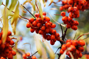 Branches of sea buckthorn. Yellow juicy berry closeup. Fruit garden with sea-buckthorn trees. Natural food. Medicinal berries and herbs.