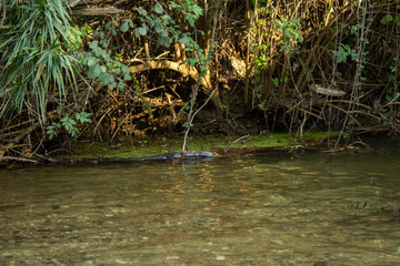 Waterfall's pond