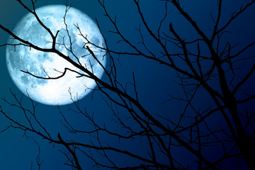 Fototapeta premium full blue moon floats on the sky in the shadow of the hands of dried branches and leaves in the forest