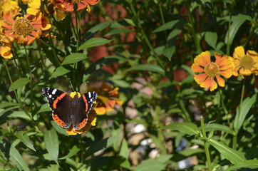 butterfly on flower