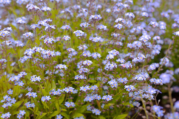 Myosotis, Forget-me-nots, lots of flowers, would make a nice card or background