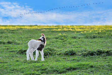 Obraz na płótnie Canvas Junges Lämmchen auf der grünen Viehweide und blauen Himmel