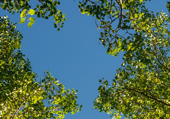 green leaves and blue sky