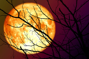 super blood moon floats on the sky in the shadow of the hands of dried branches and leaves in the forest