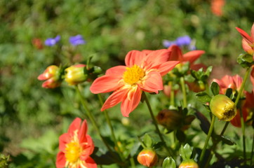 Obraz na płótnie Canvas Flower in Garden