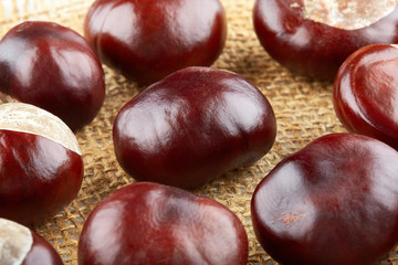 Many peeled chestnuts lie on hessian. Horse-chestnuts