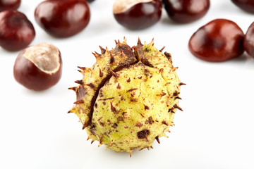 Chestnut with green thorny peel and many peeled horse-chestnuts