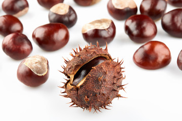 Chestnut with brown thorny peel and many peeled horse-chestnuts